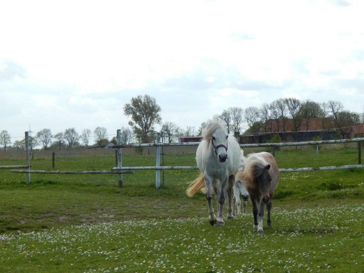 Ferienhof Frerichs Ihr Feriendomizil Am Meer ชิลลิคช์ ภายนอก รูปภาพ